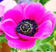 anemon çiçekleri nasıl sulanmalıdır?