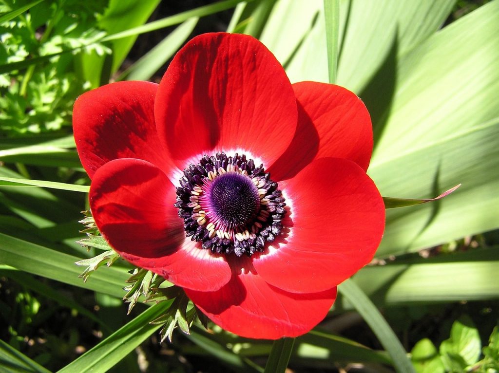 anemon çiçeğinin faydaları nelerdir?