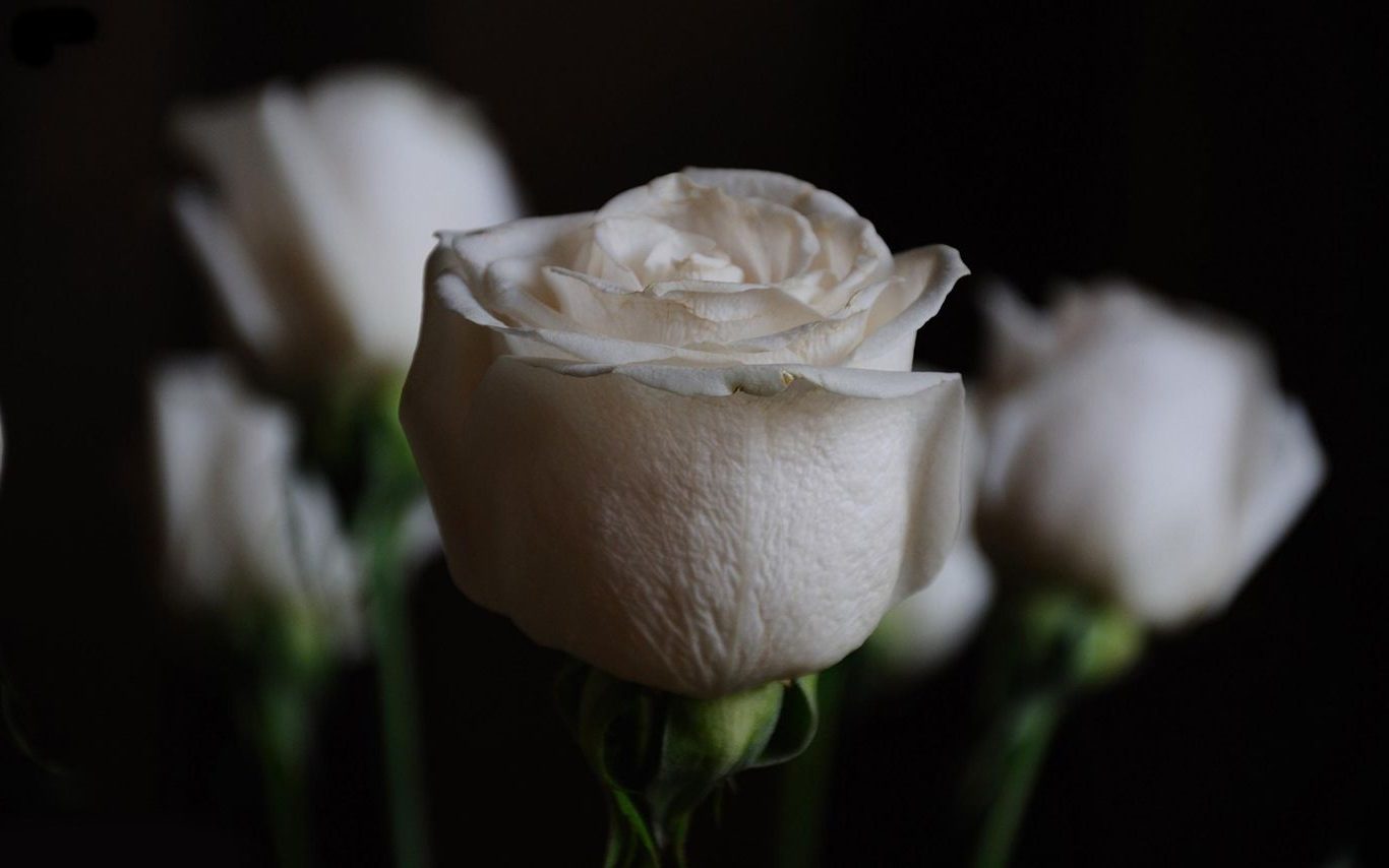 Beyaz güller ne anlama geliyor?