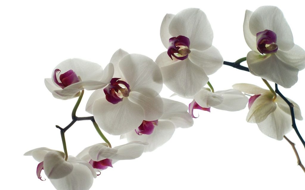 beyaz orkide neyi temsil eder?