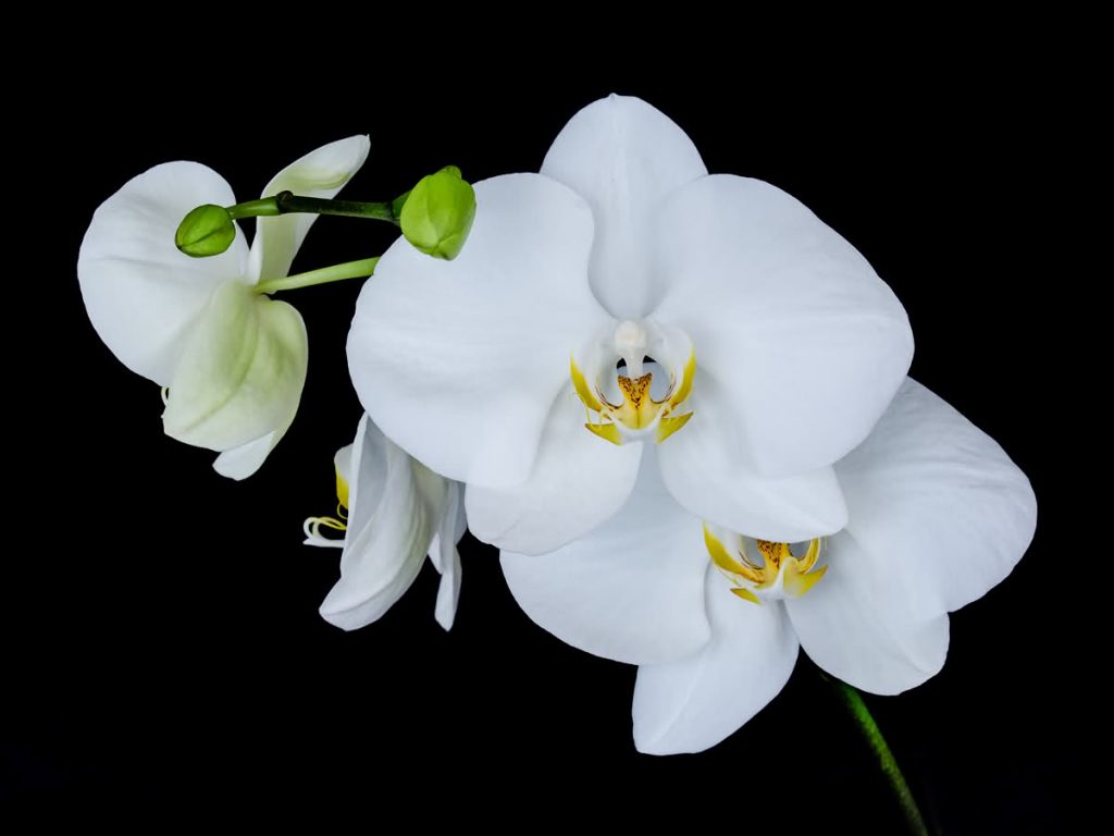 Beyaz orkide nasıl bakılmalıdır?