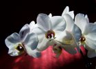 beyaz orkide nasıl bakılır?
