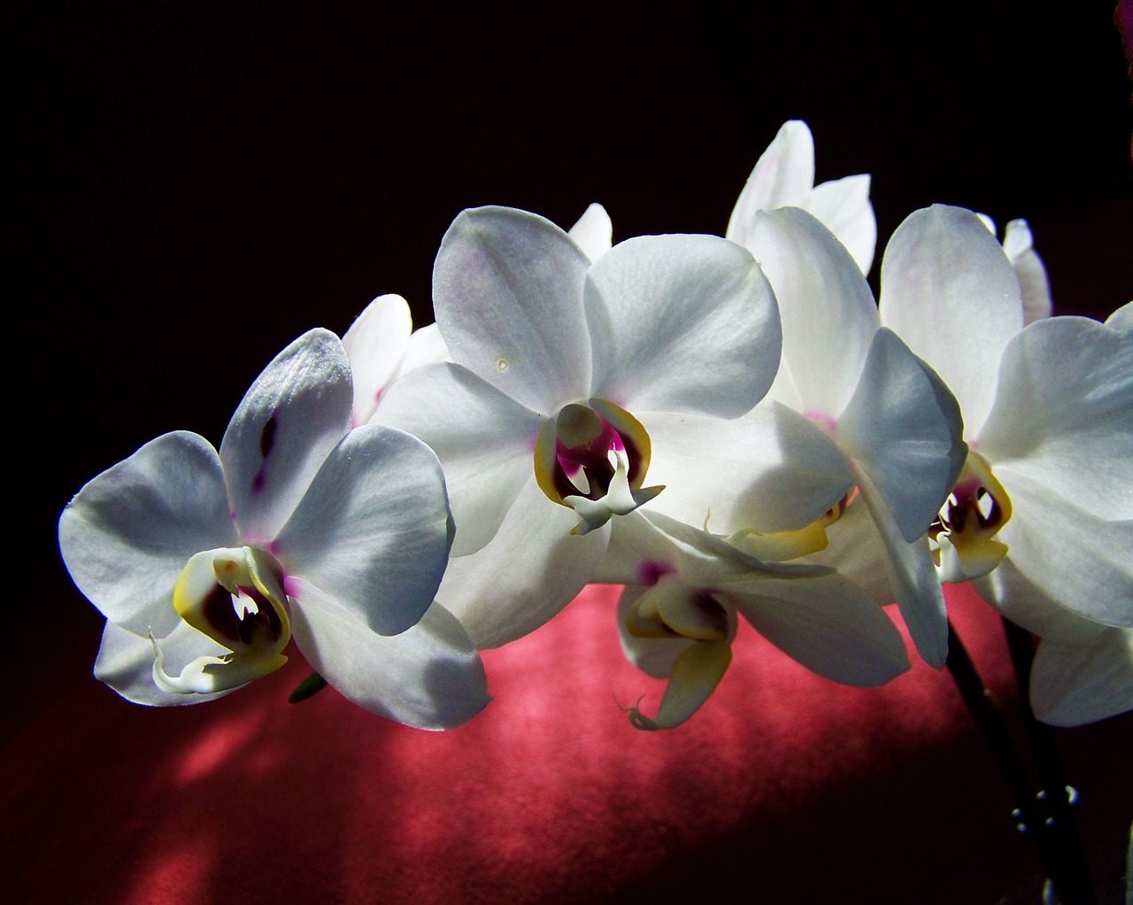 Beyaz orkide anlamı nedir? Beyaz orkide hakkında bilgiler | çiçek Ambari