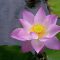 Büyüleyici görüntüsü ile Lotus Çiçeğinin Derin Anlamı.