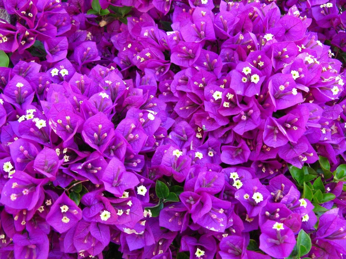 Породы фиолетовых цветов. Перпл цветы. Флокс Попурри Пурпл. Пурпл диамонд. Мирриниум пурпурный.