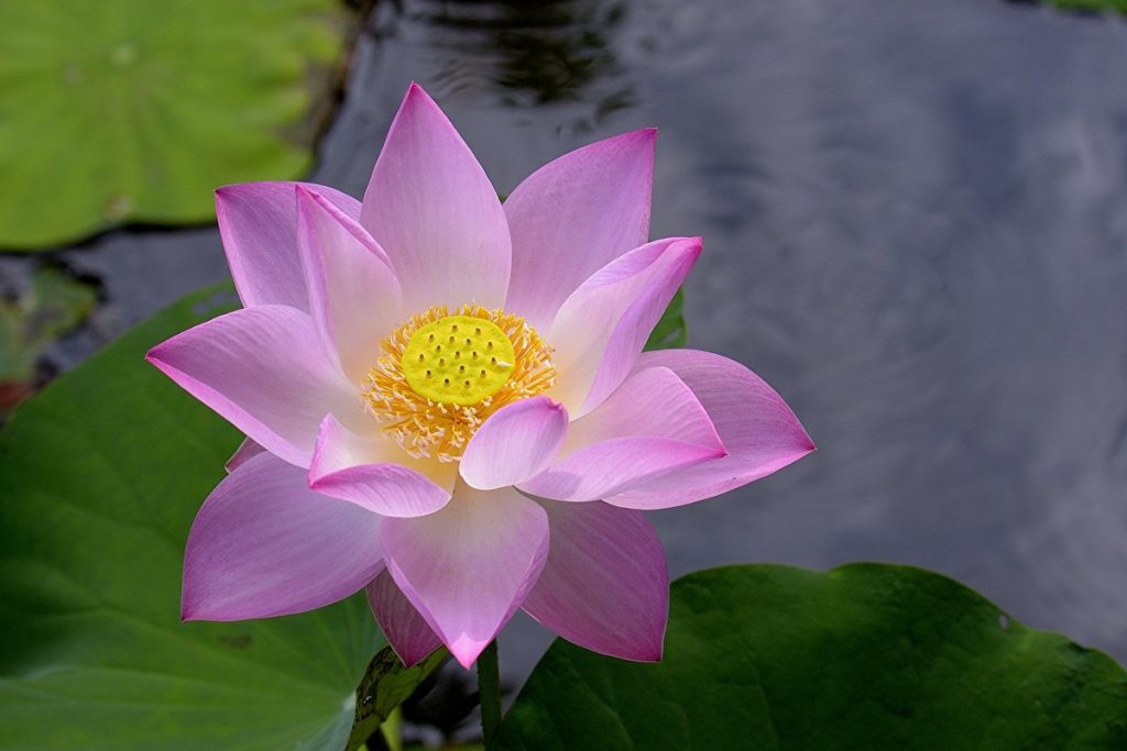 Lotus çiçeği nasıl bir çiçek?