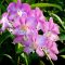 Orkide Çiçeği, Bakımı Ve Fiyatları Hakkında