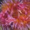 Deniz Salyangozu Çiçeği Bakımı, Özellikleri ve Anlamı